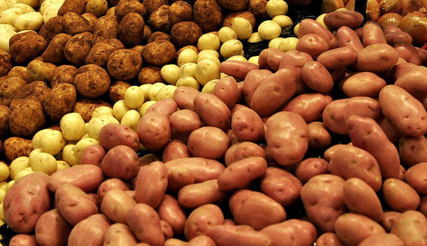 Variety Selection for Potato