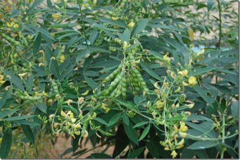 Crop News for Pigeon Pea