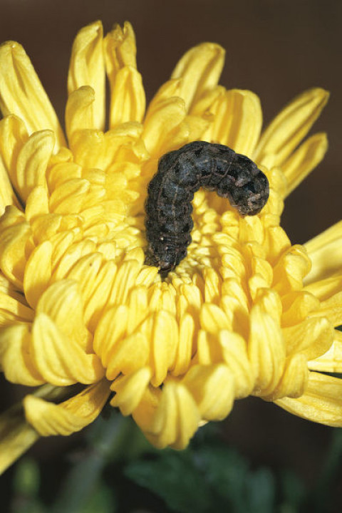 Pests Management for Chrysanthemum