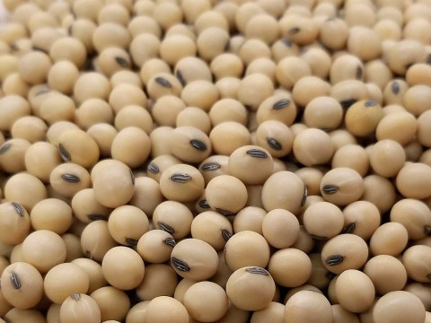 Seed Selection for Soy Bean