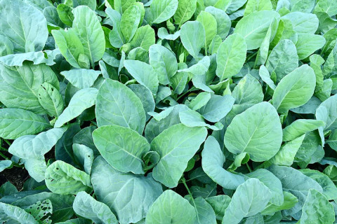 Cultivation Method for Chinese Kale
