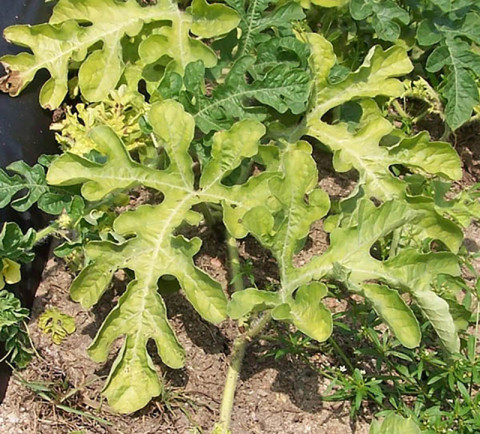 Nutrient Deficiency for Watermelon