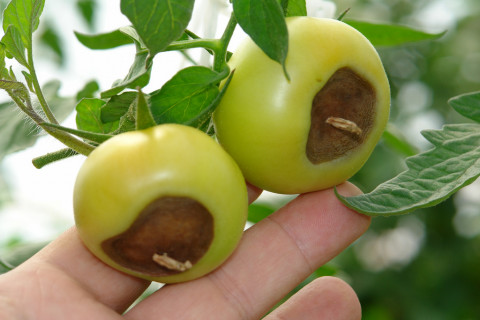 Nutrient Deficiency for Tomato