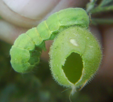 Pests Management for Chickpea