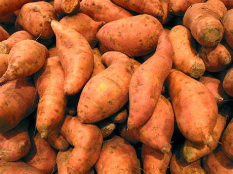 Cultivation Methods for Sweet Potato