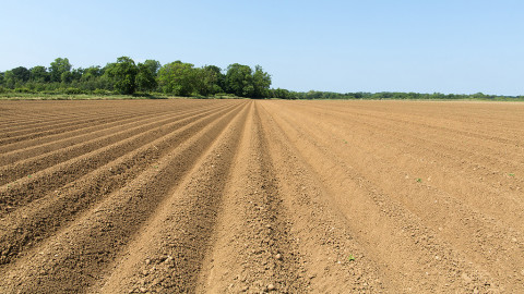 Land Preparation for Potato
