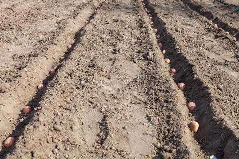 Cultivation Methods for Potato