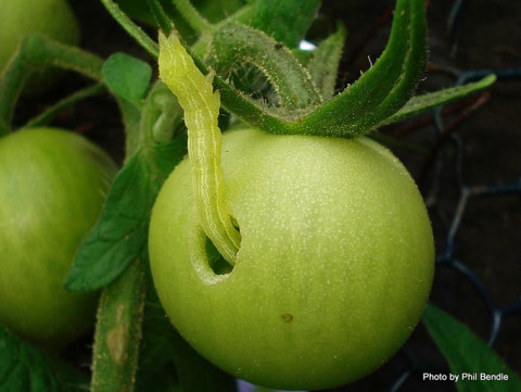 Pests Management for Tomato