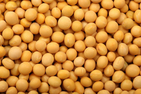 Crop Nutrition Articles for Soy Bean