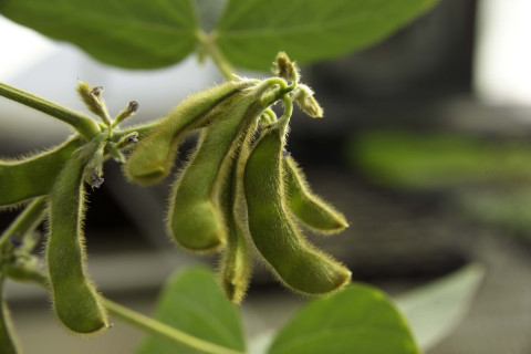 Cultivation Methods for Soybean