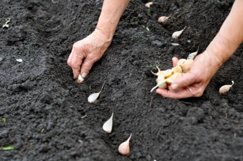 Cultivation Methods for Garlic