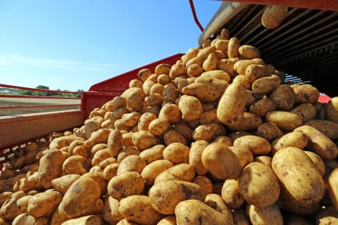 Crop Market Price News for Potato