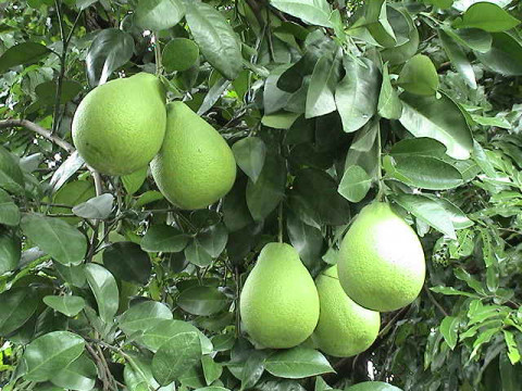 Pomelo Cultivation
