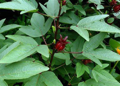 Roselle Cultivation