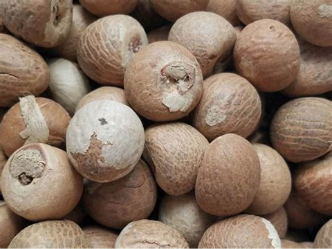 Betel Nut Cultivation