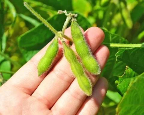 Crop News for Soy Bean
