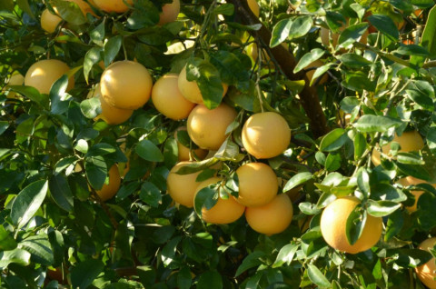 Pomelo Cultivation