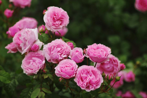 Cultivation Methods for Rose