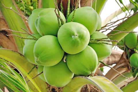 Cultivation Method for Coconut