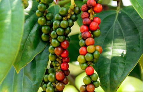 Cultivation Method for Black Pepper