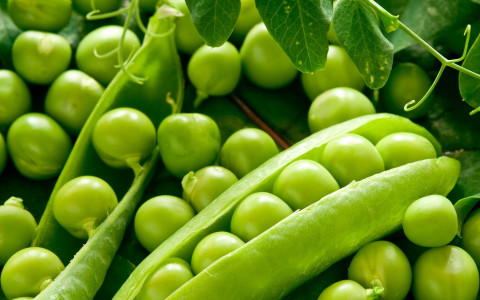Cultivation Method for Green Pea