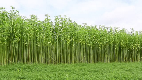 Jute Cultivation
