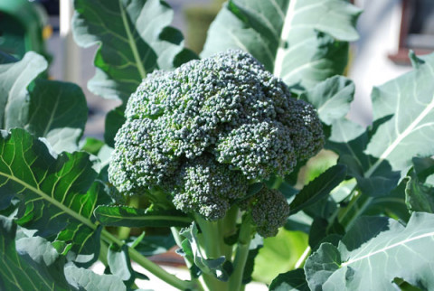 Cultivation Method for Broccoli