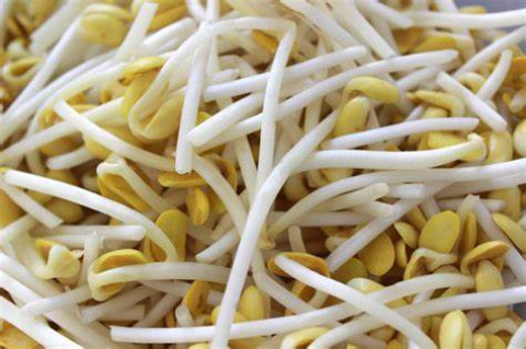 Making Bean Sprouts