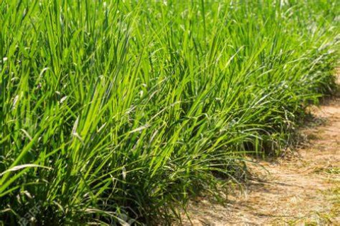 Cultivation Method for Napier Grass