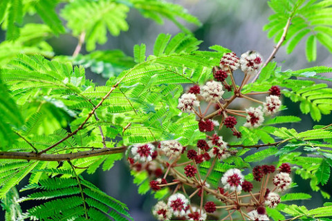 Cultivation Methods for Acacia concinna