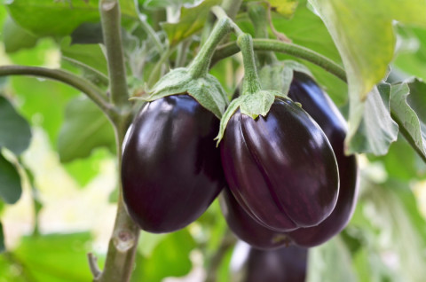 Cultivation Method for Brinjil