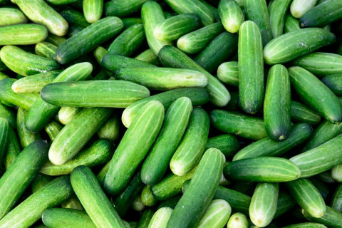 Cultivation Method for Cucumber