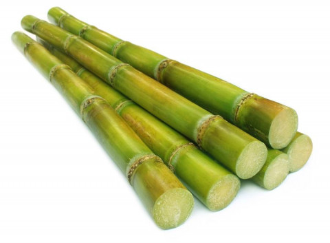 Cultivation Method for Sugarcane