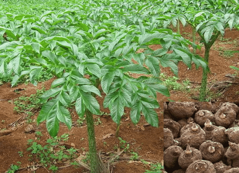 Cultivation Method for Elephant Foot Yam