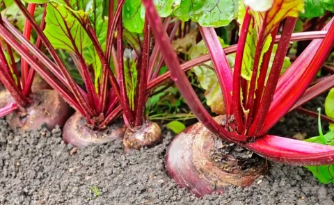 Cultivation Method for Beet Root